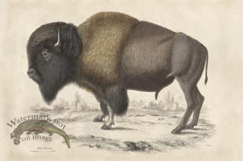 EJNH American Bison